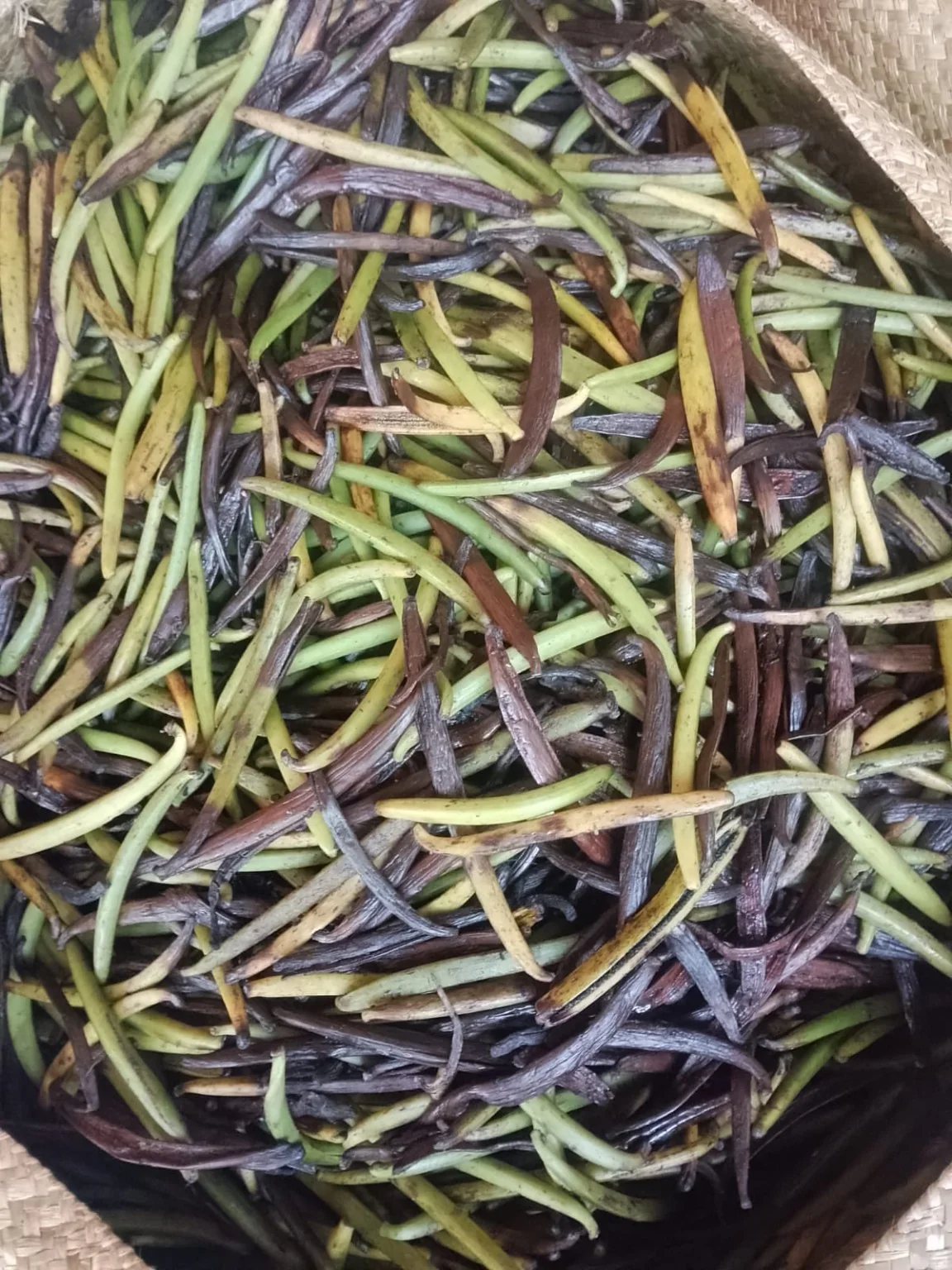Gousses de vanille naturellement fendues mêlées à des gousses vertes dans un panier tressé.