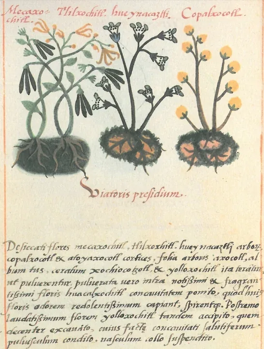 Folio 56 verso du codex de la Cruz-Badiano, 1552, avec mecaxochitl, tlilxochitl, hueynacaztli et copalxocotl peints et nommes en rouge.