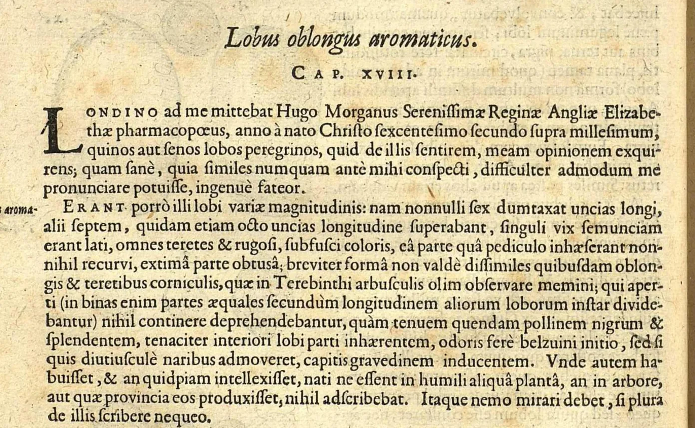 Chapitre XVIII des Exoticorum libri decem de Clusius, 1605, intitule Lobus oblongus aromaticus.