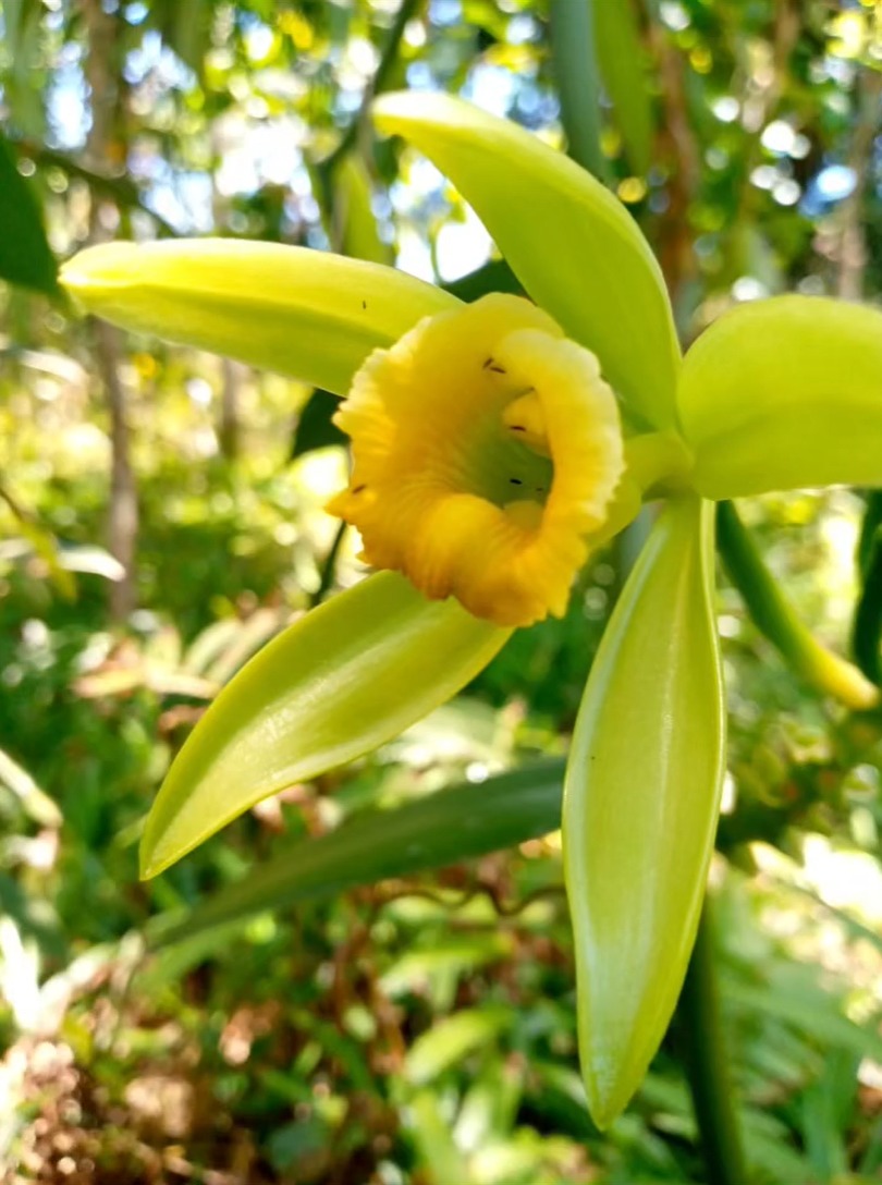 Fleur de Vanilla planifolia ouverte sous couvert végétal, au matin