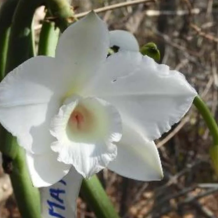 Fleur blanche de Vanilla bosseri, vanille sauvage de l'ouest de Madagascar