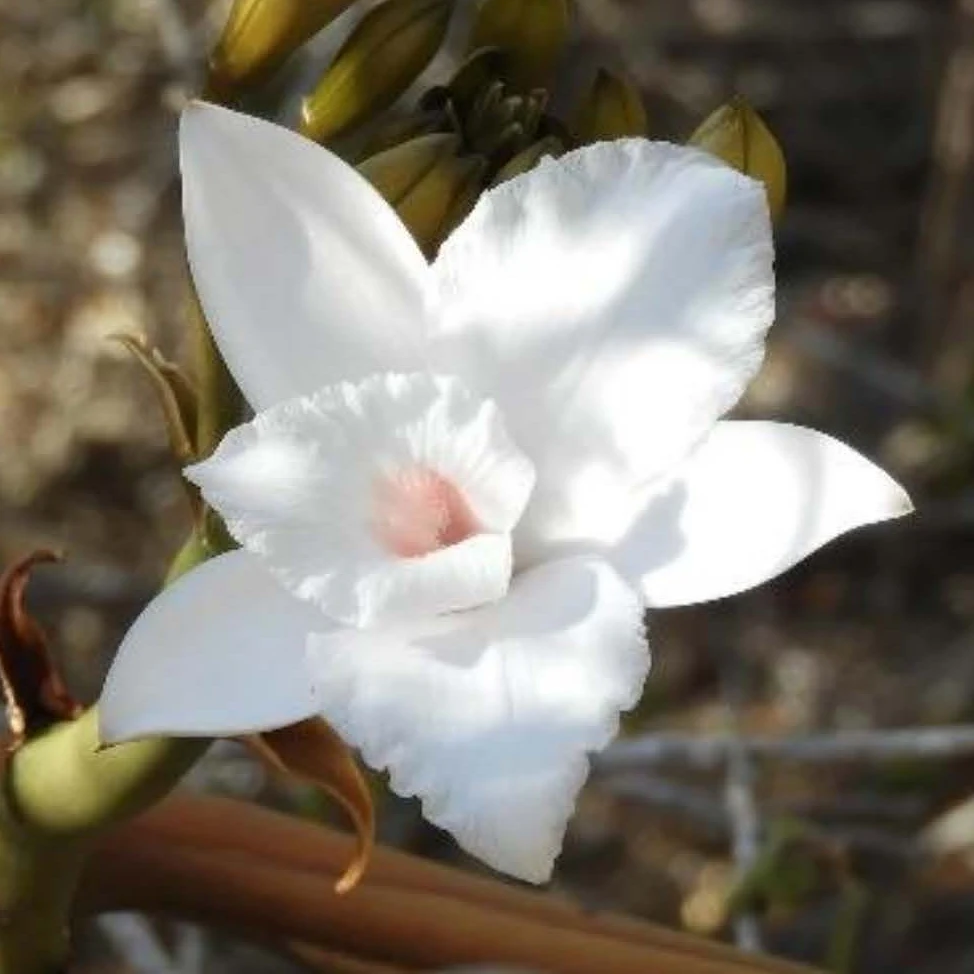 Fleur blanche de Vanilla decaryana, vanille sauvage des fourr&eacute;s &eacute;pineux du sud de Madagascar