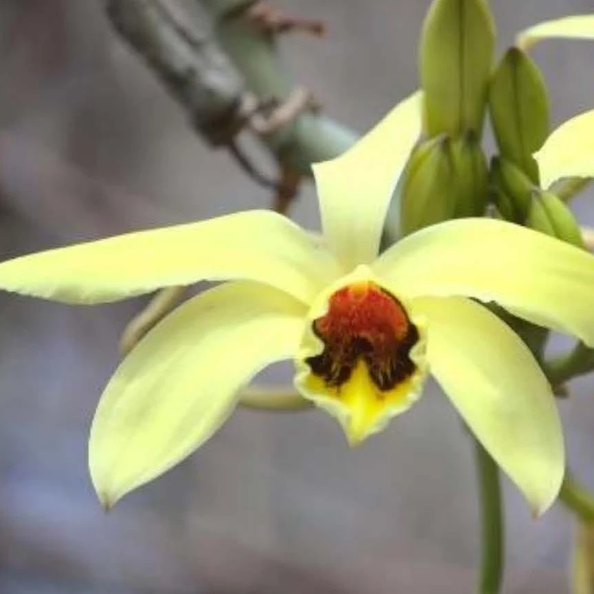 Fleur jaune canari &agrave; gorge rouge sombre de Vanilla humblotii, vanille sauvage du nord de Madagascar