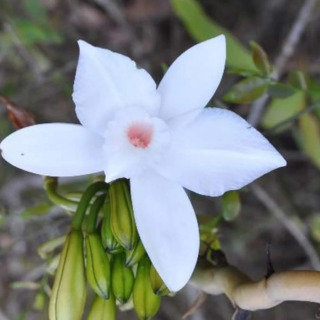 Fleur blanche &agrave; gorge ros&eacute;e de Vanilla madagascariensis, vanille sauvage pr&eacute;sente jusque dans la SAVA