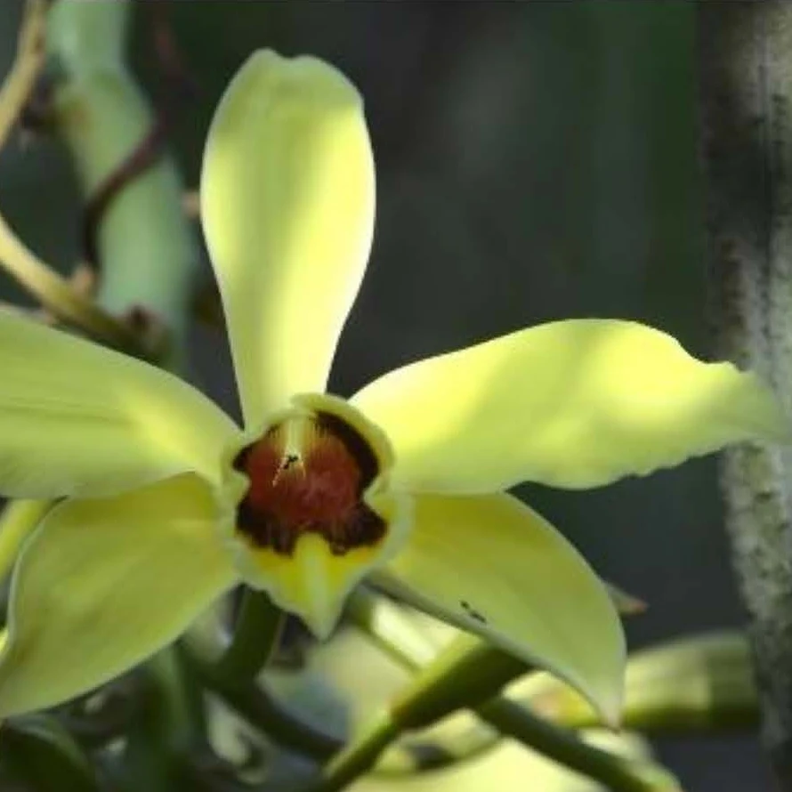 Fleur jaune vif de Vanilla perrieri, vanille sauvage de la c&ocirc;te ouest de Madagascar