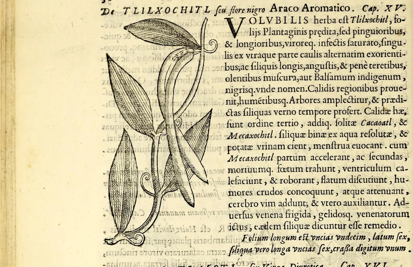 Gravure sur bois de la liane de vanille dans le traité de Francisco Hernández imprimé à Rome en 1651.