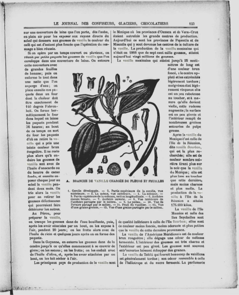 Planche botanique de la vanille dans le Journal des confiseurs-glaciers du 1er novembre 1899.