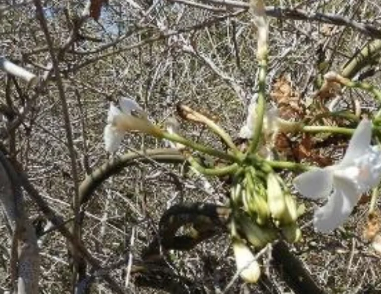 Vanilla decaryana en fleur dans un fourr&eacute; &eacute;pineux du sud de Madagascar