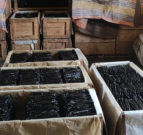 Malles en palissandre malgache ouvertes, gousses de vanille en cours de maturation