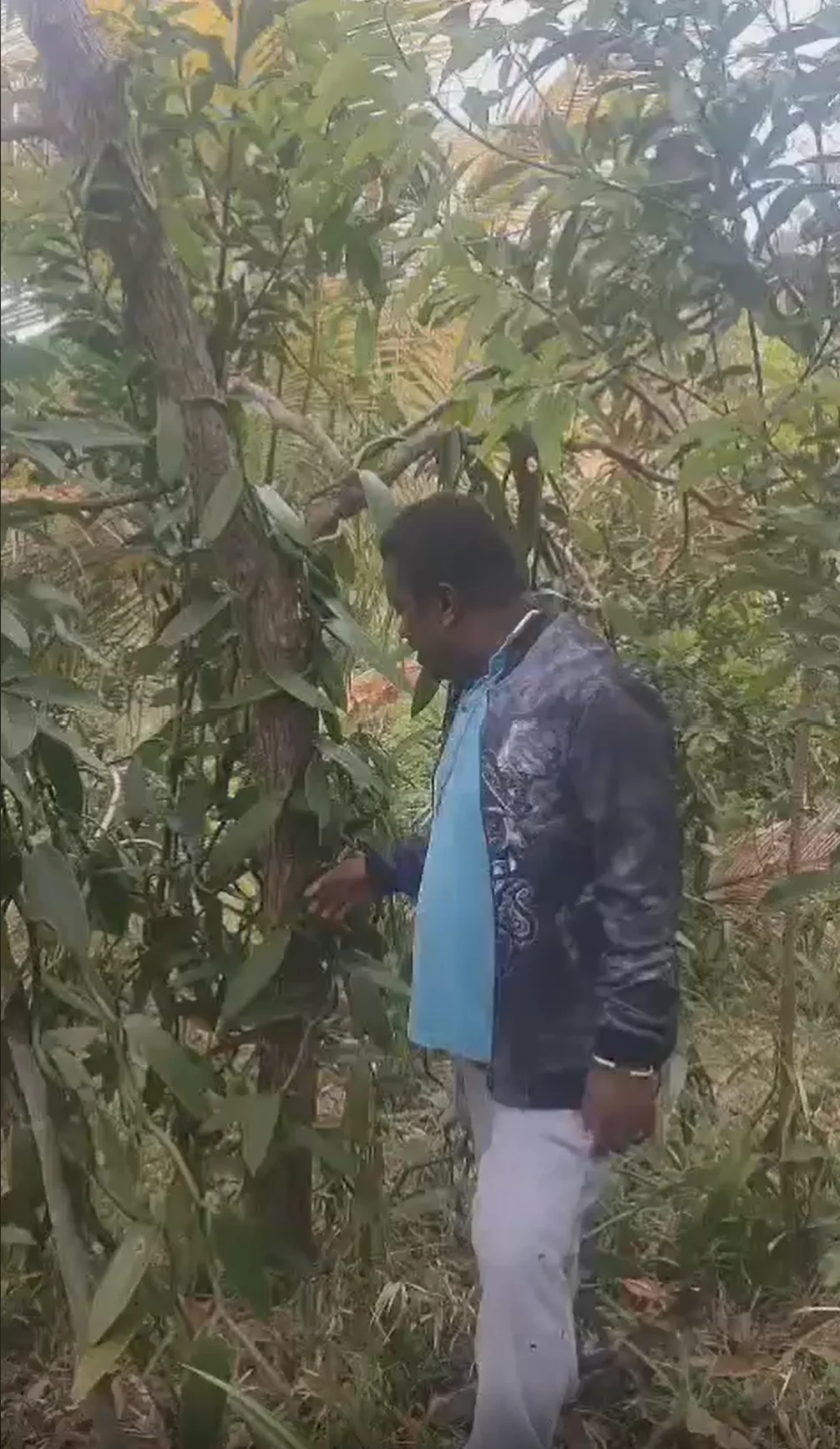 Producteur observant une liane de vanille dans une parcelle en agroforesterie