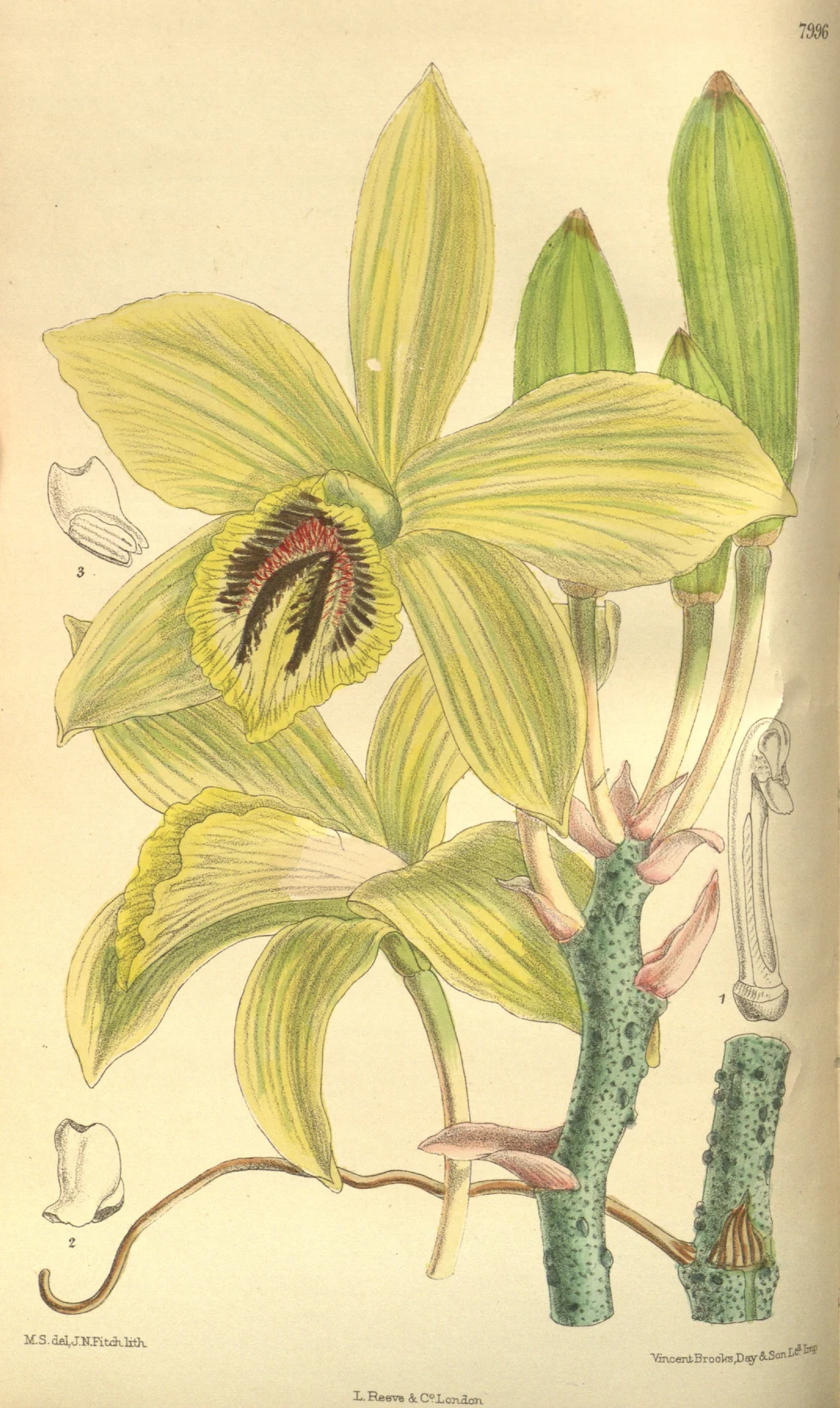 Planche botanique de 1905 repr&eacute;sentant Vanilla humblotii, fleur jaune et tige verruqueuse sans feuilles
