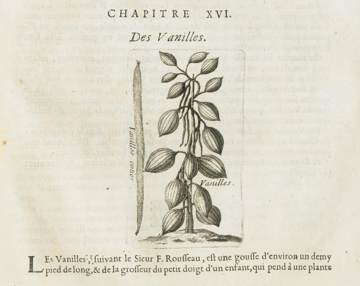 Planche gravee de la vanille dans l'Histoire generale des drogues de Pierre Pomet, 1694.