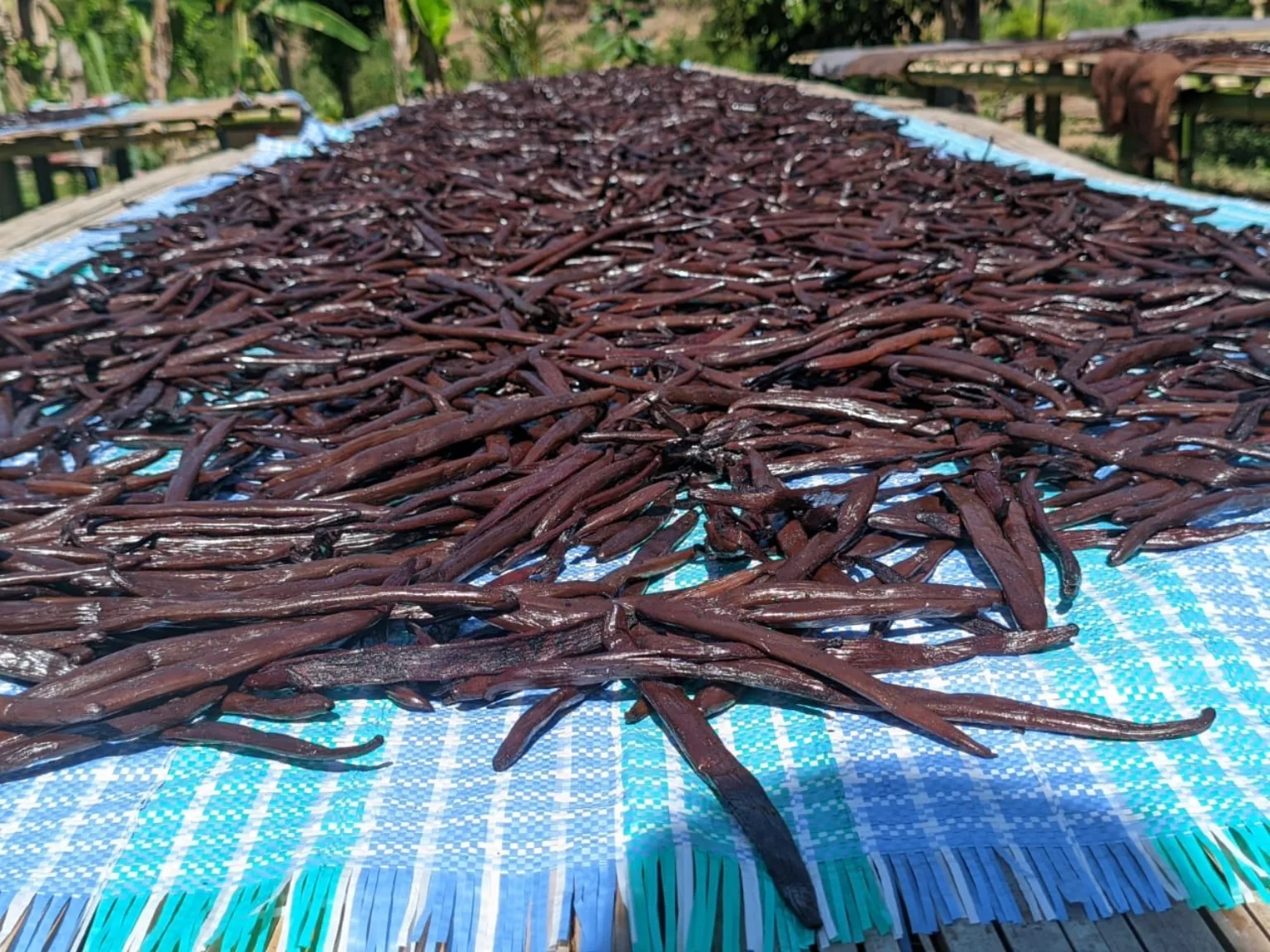 Lot de gousses de vanille en séchage au soleil sur une natte, dans la région SAVA à Madagascar.