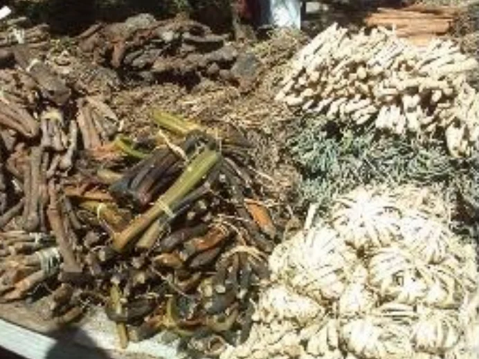 Tiges de vanilles sauvages aphylles en vente sur le march&eacute; de Tul&eacute;ar, Madagascar