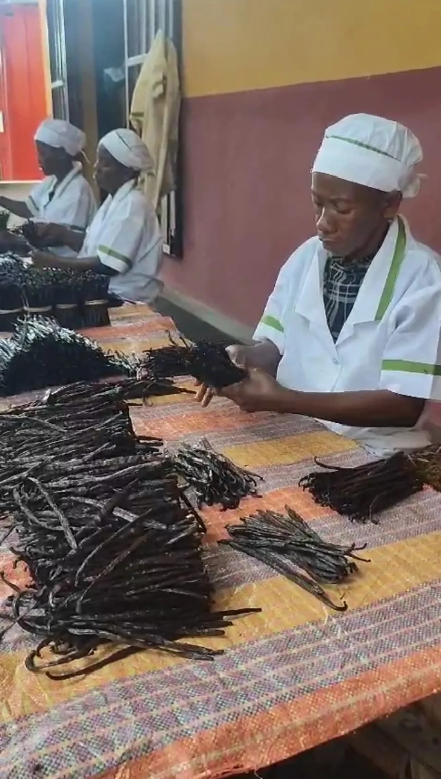 Triage des gousses de vanille après préparation à Madagascar